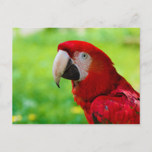 Scarlet Macaw Ara Macao American Parrot Briefkaart