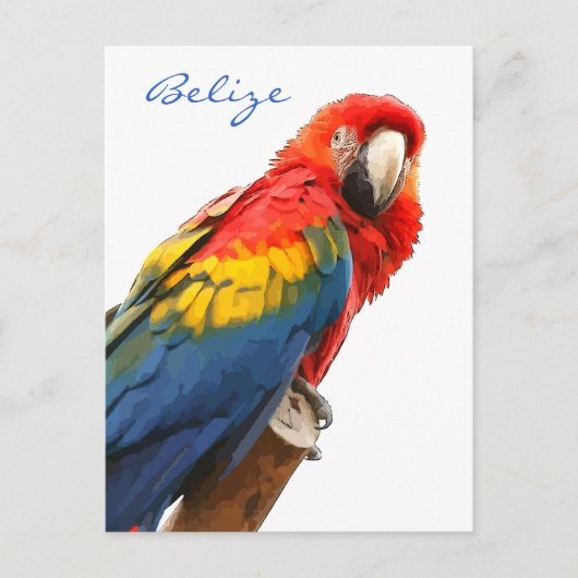 Scarlet Macaw Belize Briefkaart (Voorkant)