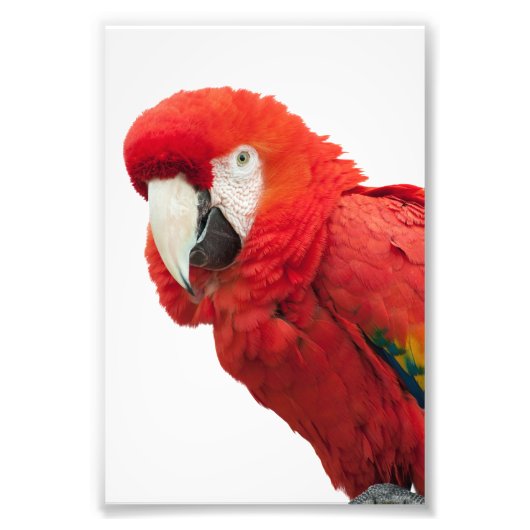 Scarlet Macaw Bird Foto Afdruk (Voorkant)