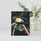 Scarlet macaw briefkaart (Staand voorkant)