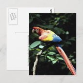 Scarlet macaw briefkaart (Voorkant / Achterkant)