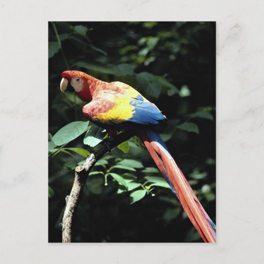 Scarlet macaw briefkaart (Voorkant)
