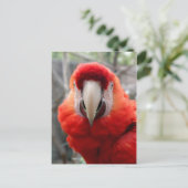 Scarlet Macaw Briefkaart (Staand voorkant)