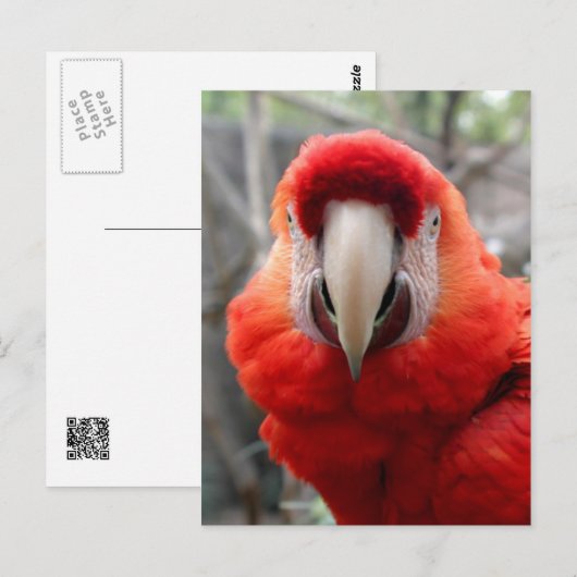 Scarlet Macaw Briefkaart (Voorkant / Achterkant)