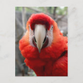 Scarlet Macaw Briefkaart (Voorkant)