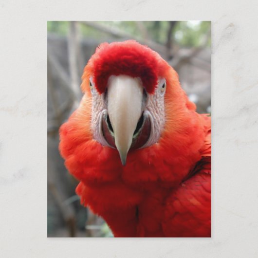 Scarlet Macaw Briefkaart (Voorkant)