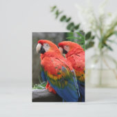 Scarlet Macaw Briefkaart (Staand voorkant)