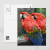 Scarlet Macaw Briefkaart (Voorkant / Achterkant)
