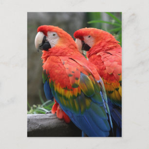 Scarlet Macaw Briefkaart