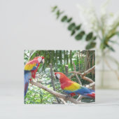 Scarlet Macaw Briefkaart (Staand voorkant)