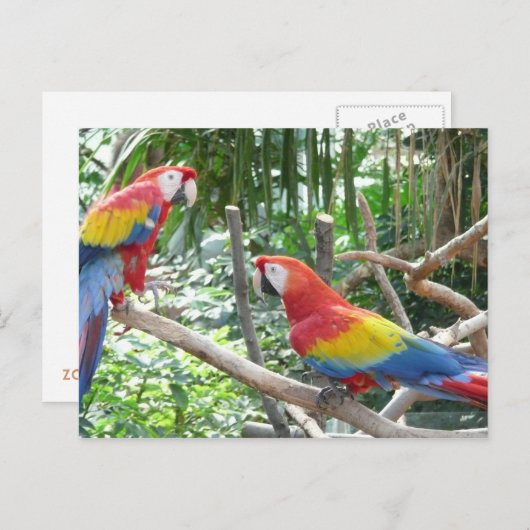 Scarlet Macaw Briefkaart (Voorkant / Achterkant)