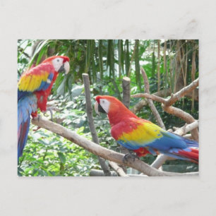 Scarlet Macaw Briefkaart