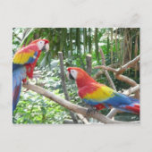 Scarlet Macaw Briefkaart (Voorkant)