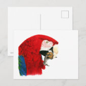 Scarlet Macaw Briefkaart (Voorkant / Achterkant)