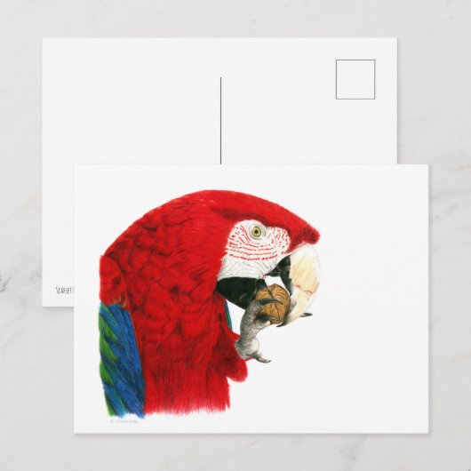 Scarlet Macaw Briefkaart (Voorkant / Achterkant)