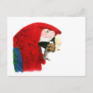 Scarlet Macaw Briefkaart