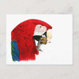 Scarlet Macaw Briefkaart