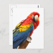 Scarlet Macaw Briefkaart (Voorkant / Achterkant)