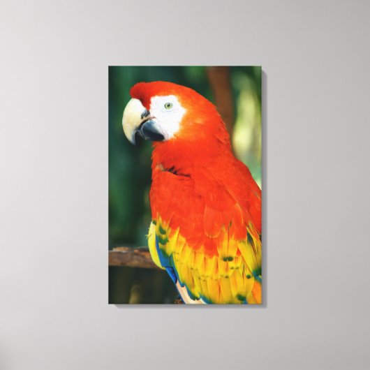 Scarlet Macaw Canvas Afdruk (Voorkant)