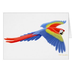 Scarlet Macaw Card