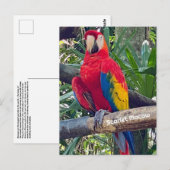 Scarlet Macaw Costa Rica Briefkaart (Voorkant / Achterkant)