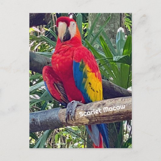 Scarlet Macaw Costa Rica Briefkaart (Voorkant)