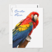 Scarlet Macaw Costa Rica Briefkaart (Voorkant / Achterkant)