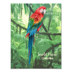 Scarlet Macaw Costa Rica Design Foto Afdruk