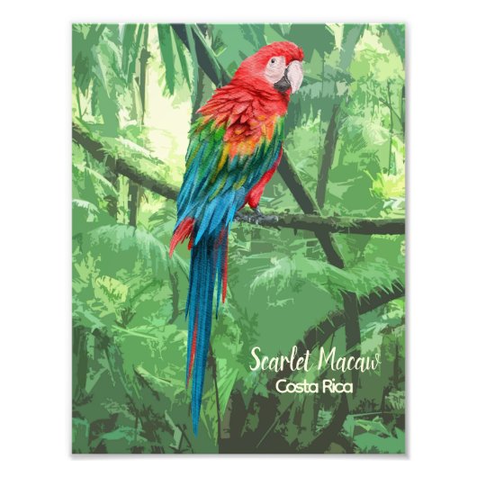 Scarlet Macaw Costa Rica Design Foto Afdruk (Voorkant)