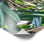 Scarlet Macaw Costa Rica Foto Uitbreiding Foto Afdruk (Hoek)