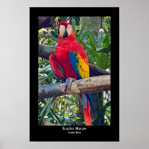 Scarlet Macaw Costa Rica Poster Afdrukken