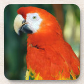 Scarlet Macaw Drankjes Onderzetter (Voorkant)