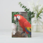 Scarlet Macaw Foto Briefkaart (Staand voorkant)
