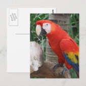 Scarlet Macaw Foto Briefkaart (Voorkant / Achterkant)