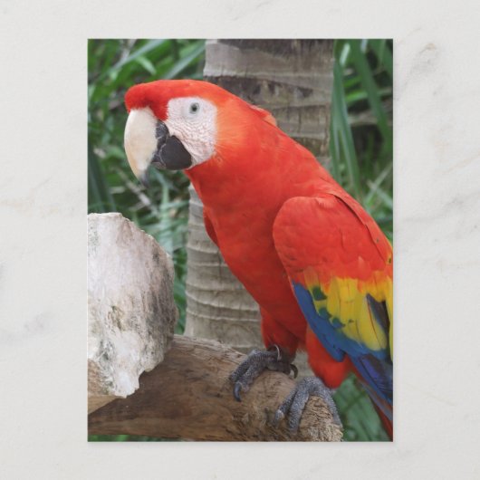 Scarlet Macaw Foto Briefkaart (Voorkant)