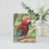 Scarlet Macaw Foto Briefkaart (Staand voorkant)