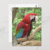Scarlet Macaw Foto Briefkaart (Voorkant / Achterkant)
