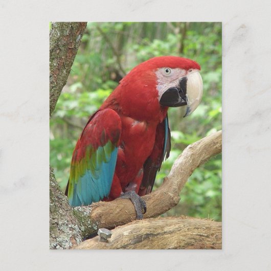Scarlet Macaw Foto Briefkaart (Voorkant)