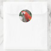 Scarlet Macaw Foto Ronde Sticker (Tas)