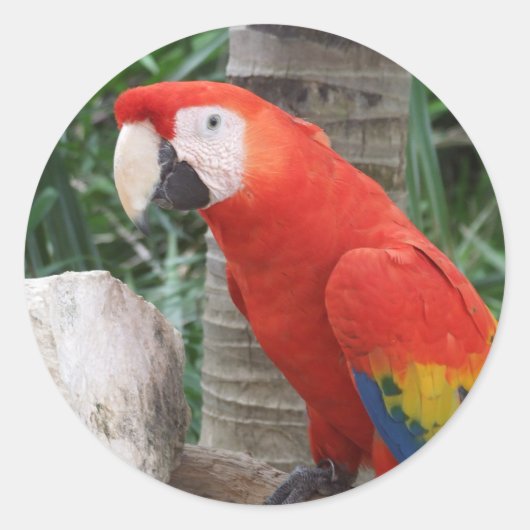Scarlet Macaw Foto Ronde Sticker (Voorkant)