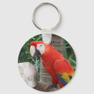 Scarlet Macaw Foto Sleutelhanger