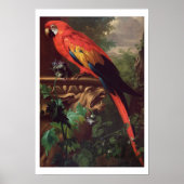 Scarlet Macaw in een landschap (olie op canvas) Poster (Voorkant)