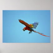 Scarlet Macaw in vlucht Poster (Voorkant)