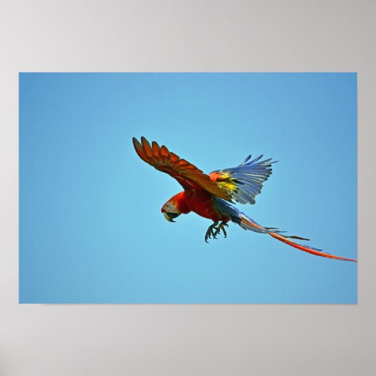 Scarlet Macaw in vlucht Poster (Voorkant)
