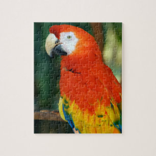 Scarlet Macaw Legpuzzel