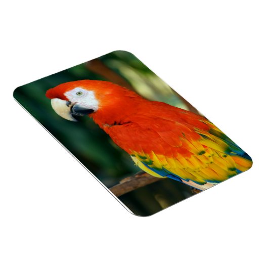 Scarlet Macaw Magneet (Rechterzijde)