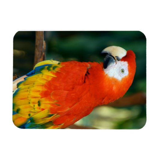 Scarlet Macaw Magneet (Horizontaal)
