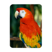 Scarlet Macaw Magneet (Verticaal)