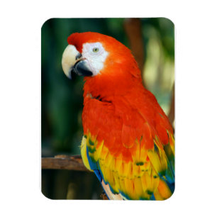 Scarlet Macaw Magneet