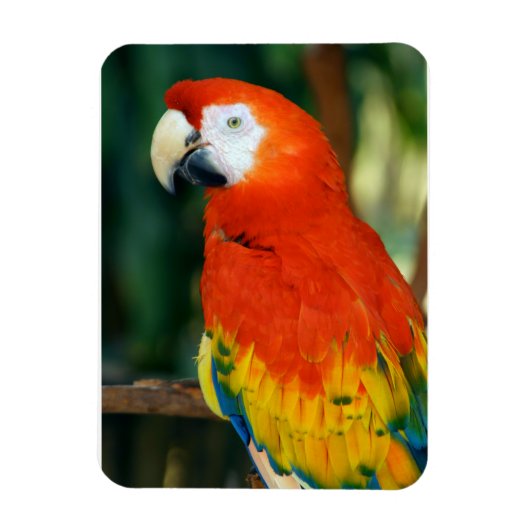 Scarlet Macaw Magneet (Verticaal)